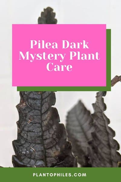 Pilea Dark Mystery Plant Care
