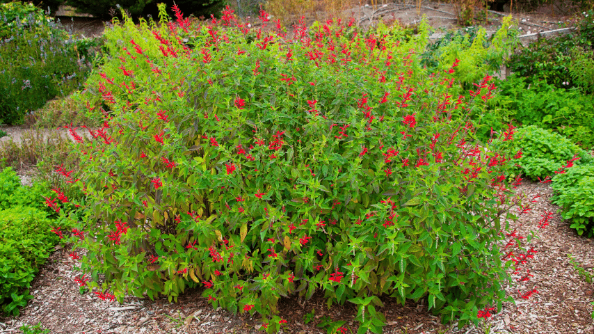 Pineapple Sage has hairy, ovate, and green foliage, and flowers and leaves of this plant can be eaten as well