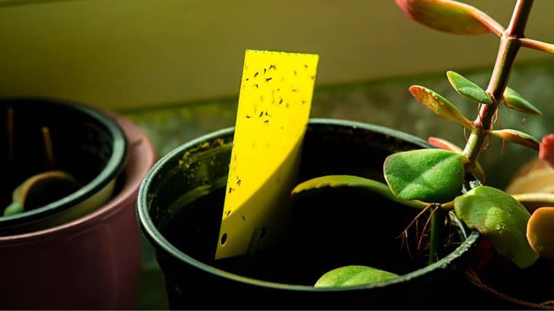 Placing yellow sticky cards near your tulips can help trap the aphids trying to eat them
