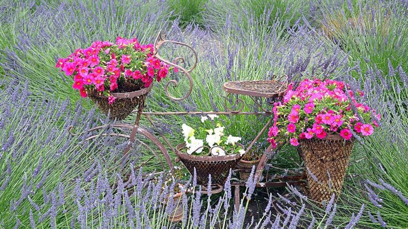 Planting deer-repelling plants like lavender help keep deer away from your petunias