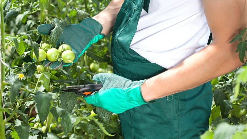 Pruning isn't as necessary in determinate tomatoes compared to their indeterminate peers
