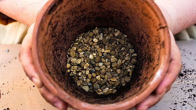 Put gravel in the pot before placing cactus mix and planting the String of Coins in it to ensure proper water drainage