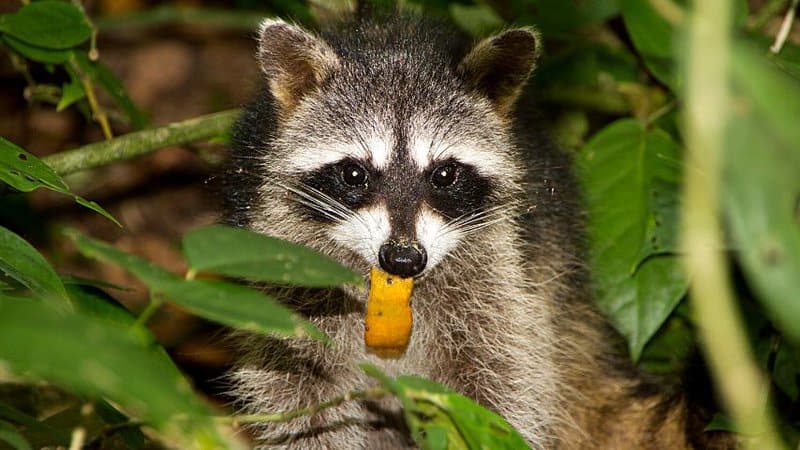 Raccoons are notorious for digging the entire tulip plant from the flower bed before feasting on the flowers