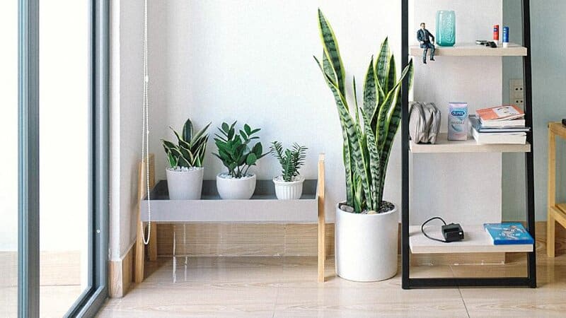 Relocating your snake plant is a way to keep it away from your feline pal