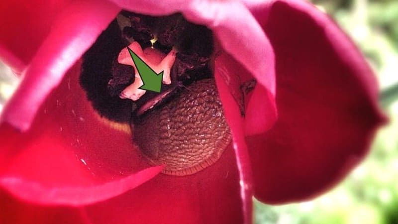 Slugs are another backyard pests that love to eat the tulips in your garden