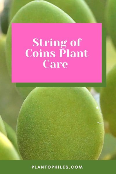 String of Coins Plant Care