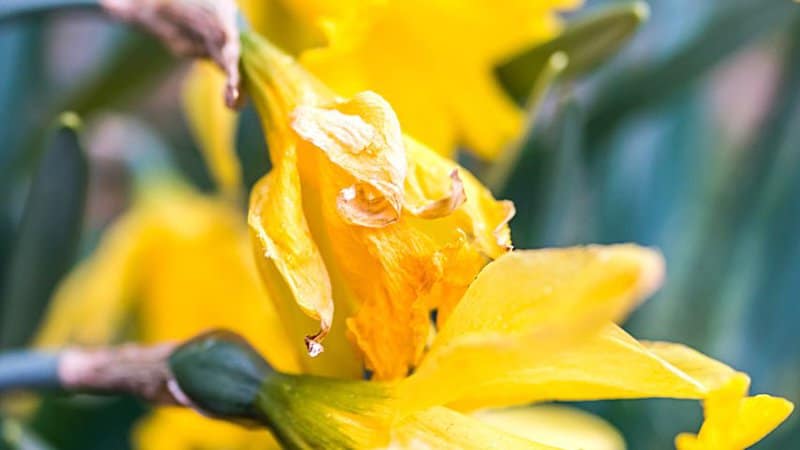 Stunted, wilting daffodils is a sign that they're infested with bulb mites