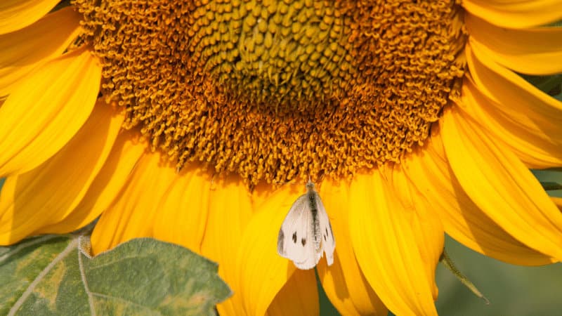 Sunflower moths are quite the damage-mongers because these moths lay eggs within the flowers