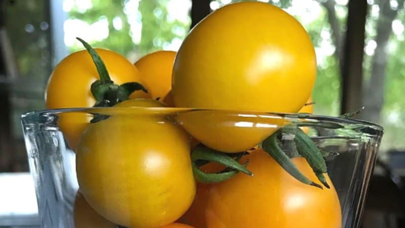 The Patio Choice Yellow tomato is among the determinate tomatoes that have the best flavor, having been named as All-America  Selections winner in 2017