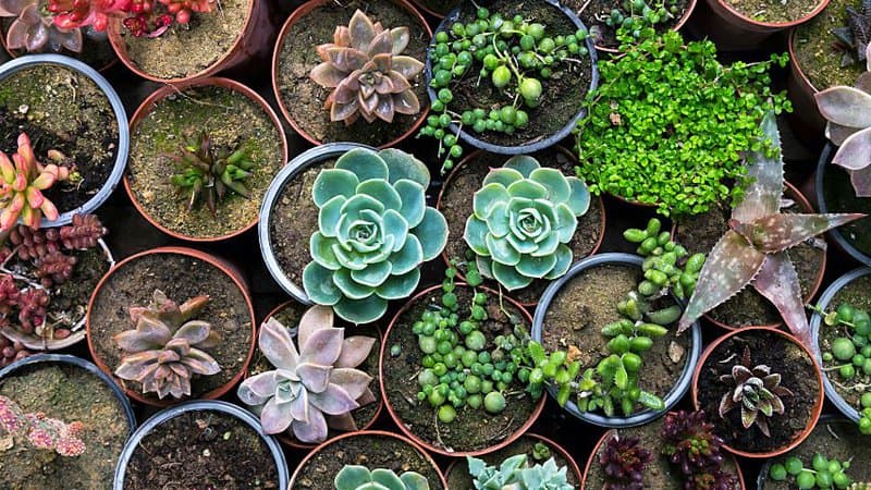 The String of Spades plant belongs to the family of succulents and can survive on little water
