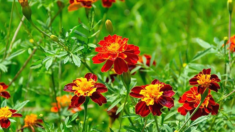 The limonene that the tagetes or marigold produces from its roots helps ward off the harmful insects eating the basil