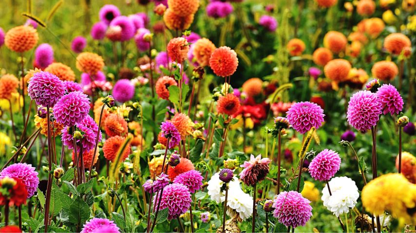 Though you can easily grow Dahlias as companion plants for mint, don't plant them in cold soil