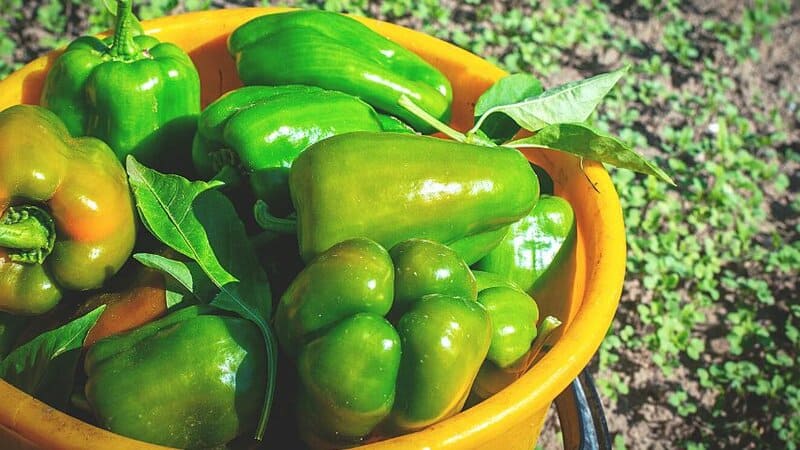 Though you can harvest green bell peppers at any stage, they should be at least 3-4 inches long before picking them