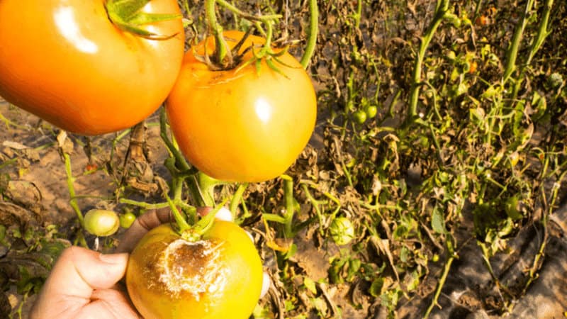 Tomato blight is a common fungal disease that causes the plant to turn yellow and die