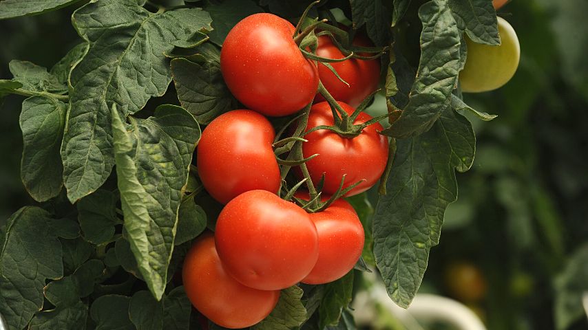 Tomatoes are great companion plants for mint as they don't take too much space while growing