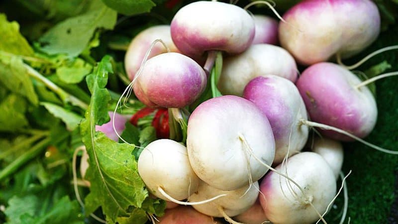 Turnips are great companion plants for basil as they lure pests away from the basil's leaves
