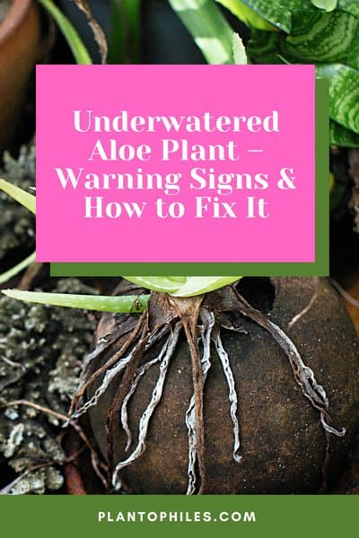 Underwatered Aloe Plant – Warning Signs & How to Fix It