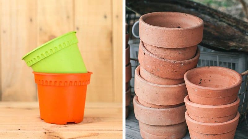 Use plastic pots for your aloe vera plants if you're living in warm areas, and clay pots if you're in a colder region 
