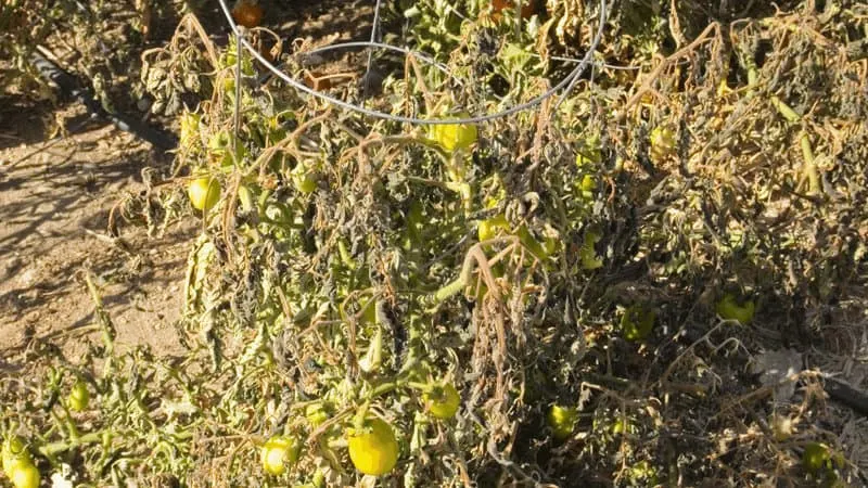 Verticillium Wilt is also a fungal disease, the leaves of infected tomato plants turn yellow to brown and eventually die