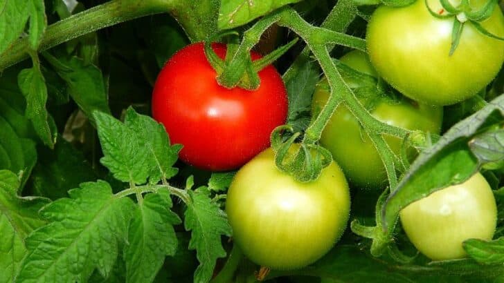 什么是决定性的西红柿?最佳答案