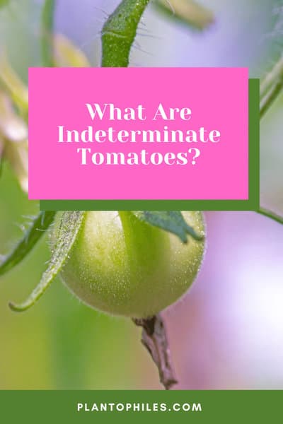 What Are Indeterminate Tomatoes?