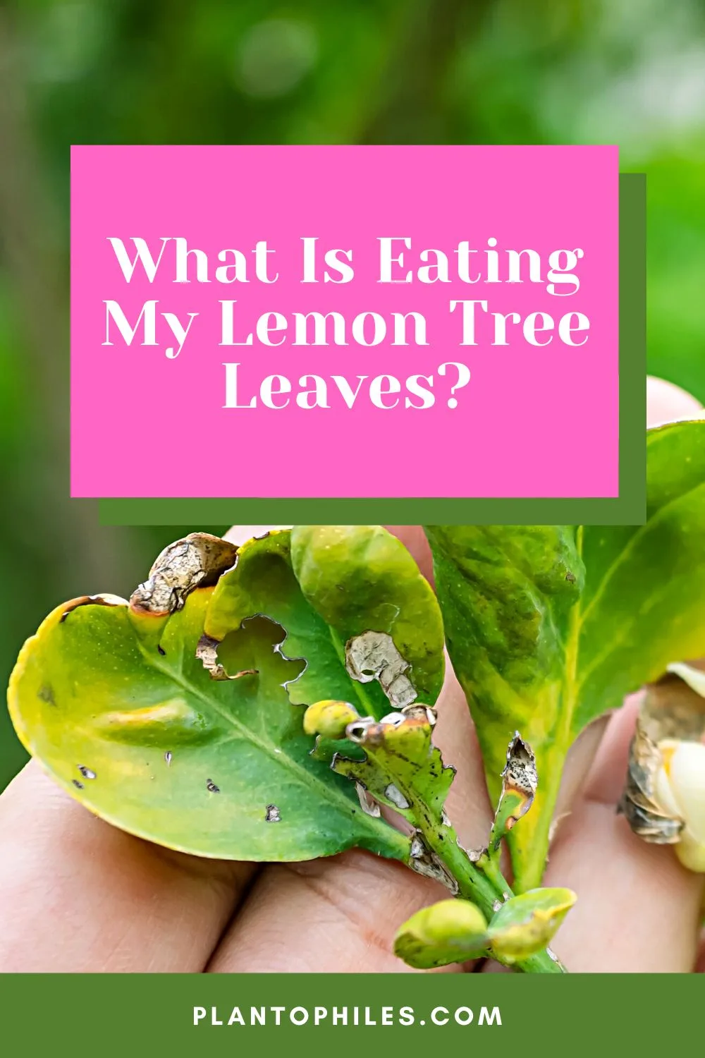 What is Eating My Lemon Tree Leaves?