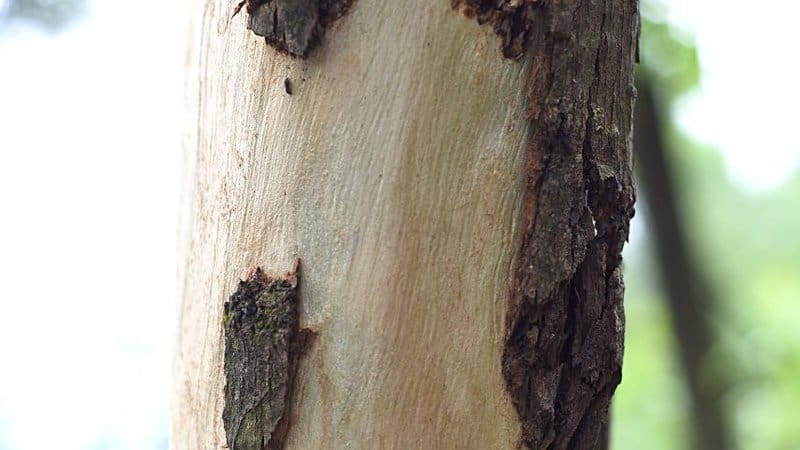 When a dogwood tree is infected with the crown canker, its cambium layer dies
