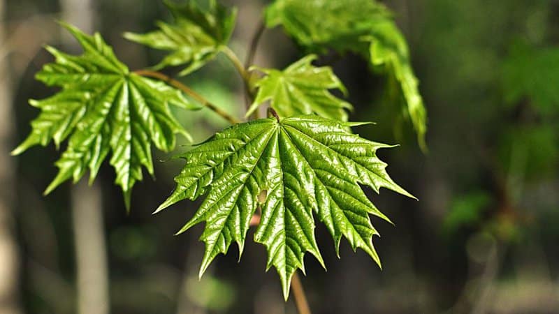 When the Eriophyidae affect the young leaves of the maple tree, the best way of treating it is to remove the leaves manually 