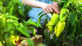 When to Harvest Bell Pepper?