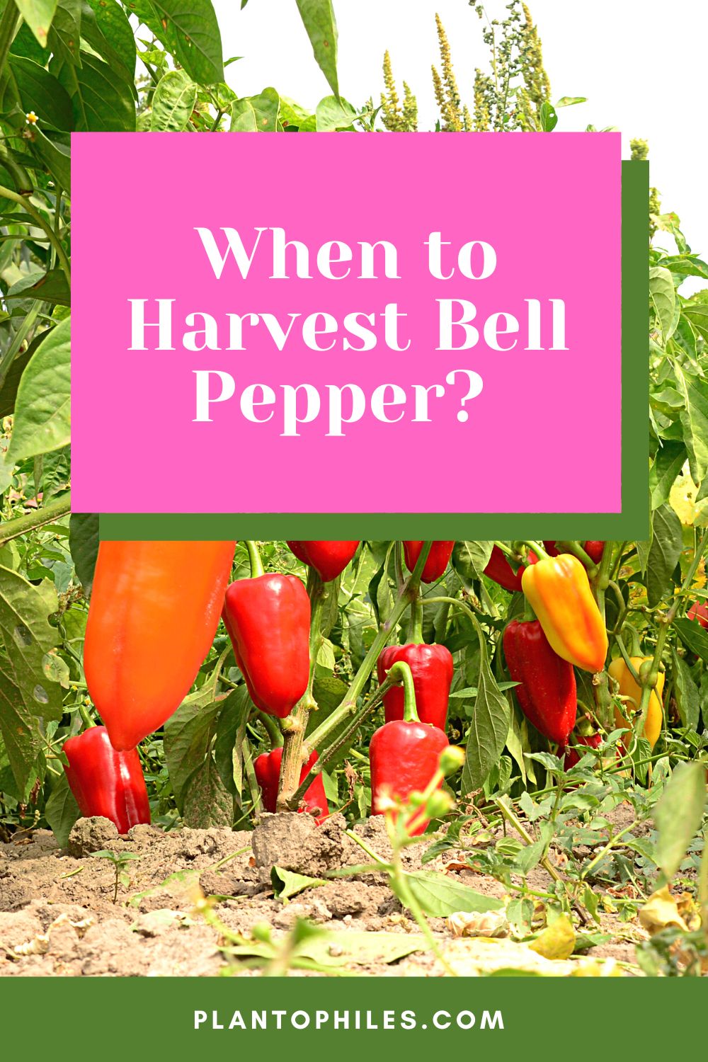 When to Harvest Bell Pepper?