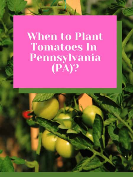 When to Plant Tomatoes In Pennsylvania (PA)