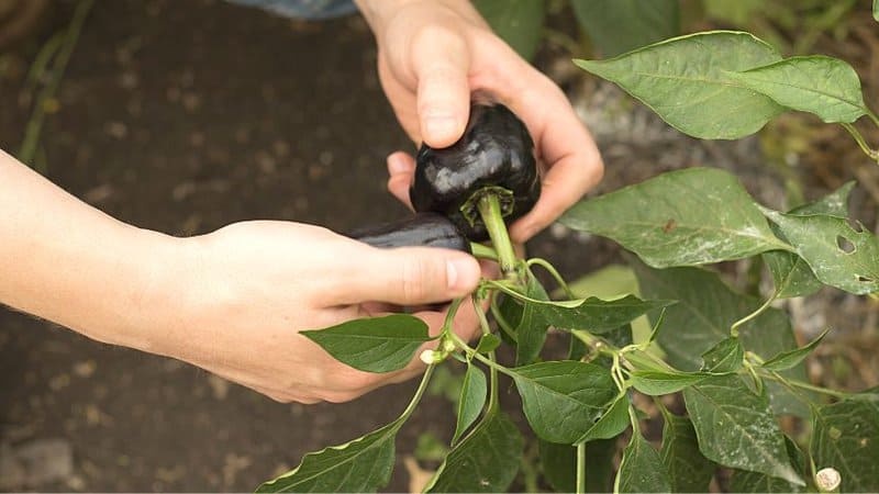 When you're harvesting bell pepper grow from a pot or container, cut the stem an inch from the fruit before removing it
