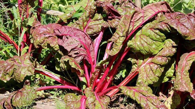 While the basil enhances the beets' flavor, the beta vulgaris serves as trap crops, luring harmful insects away from the basil's leaves