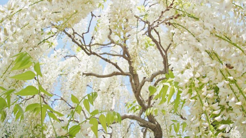 30种最伟大的树木、灌木和白花植物188金宝慱亚洲体育