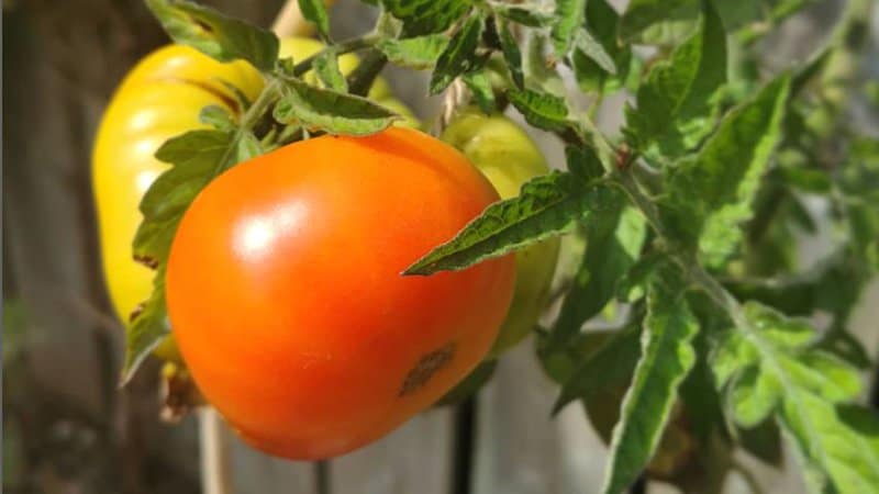 You only need to wait for 65 days until you can harvest Atlas tomatoes, making it a perfect beefsteak determinate for field or container production