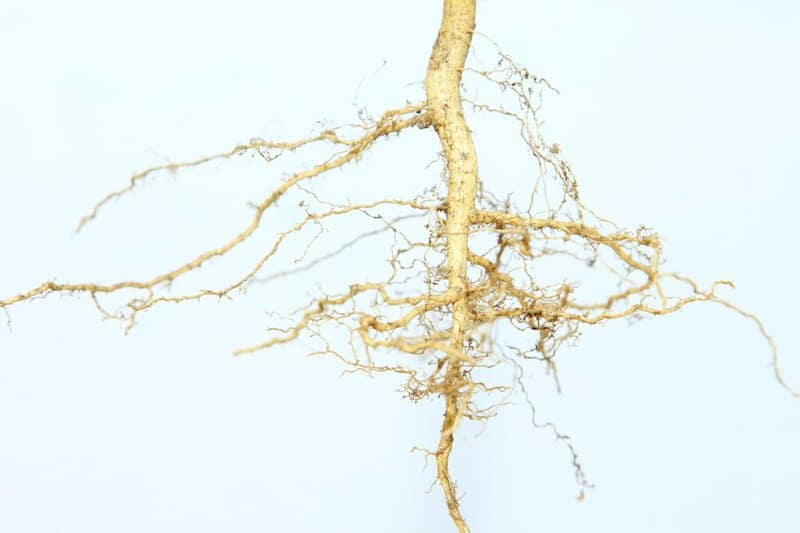 Fibrous plant roots