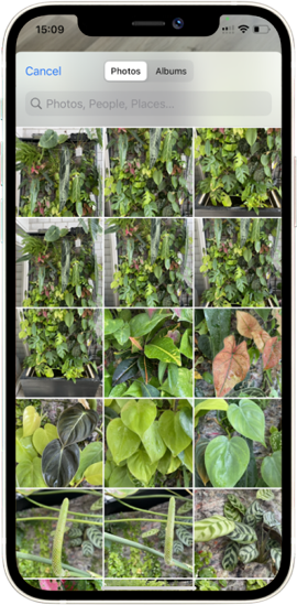 Take or upload pictures for plant identification