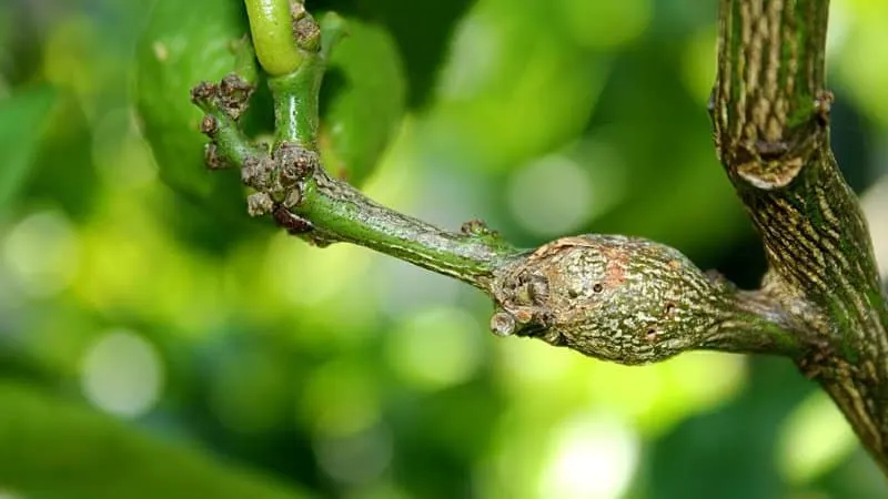 A lemon tree infested with citrus galls appears with a woody-looking case wrapping the wasp larvae