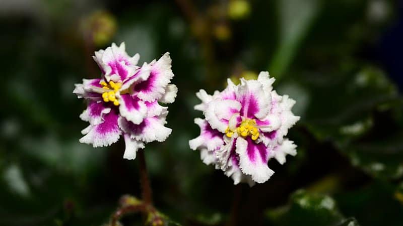 African Violets thrive when they're placed in bright (not hit by direct sunlight) yet humid environments