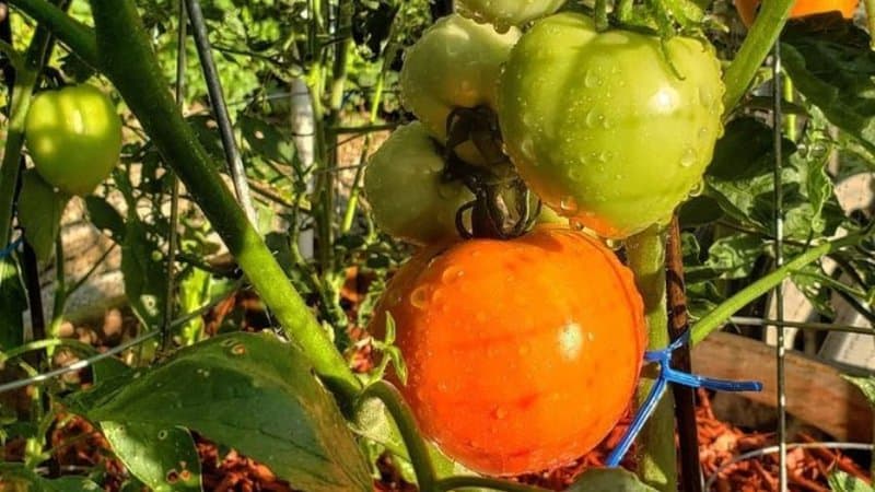 Amelia Tomatoes is a cultivar with exceptional resistance to disease and cracking resilience