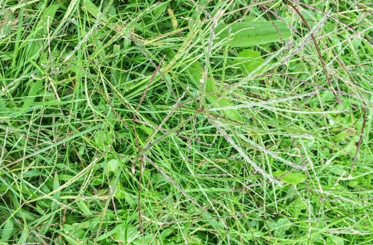 作为一种入侵物种，Cynodon dactylon很难被清除，因为它长出了深入地下6英尺的强壮根系，这种草还可以通过空气传播的种子繁殖。