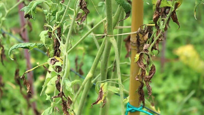 As brown spots on your tomato leaves mean it is damaged from underwatering, make sure to remove the damaged leaves using shears