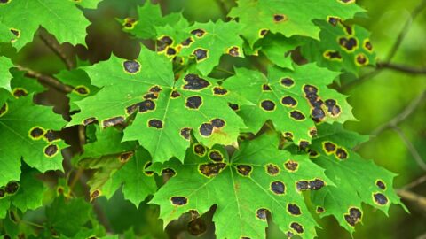 Bumps On Hibiscus Leaves — Identification & Treatment