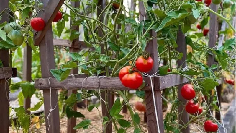 20 Best Indeterminate Tomato Varieties 25