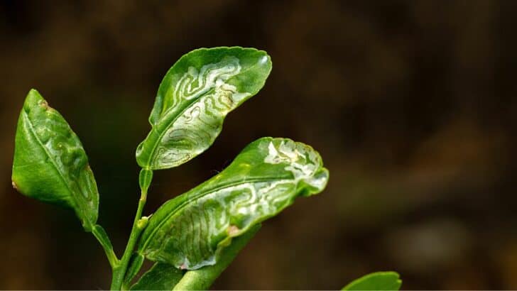 Bumps on Leaves of Lemon Trees: Here’s What You Need to Know
