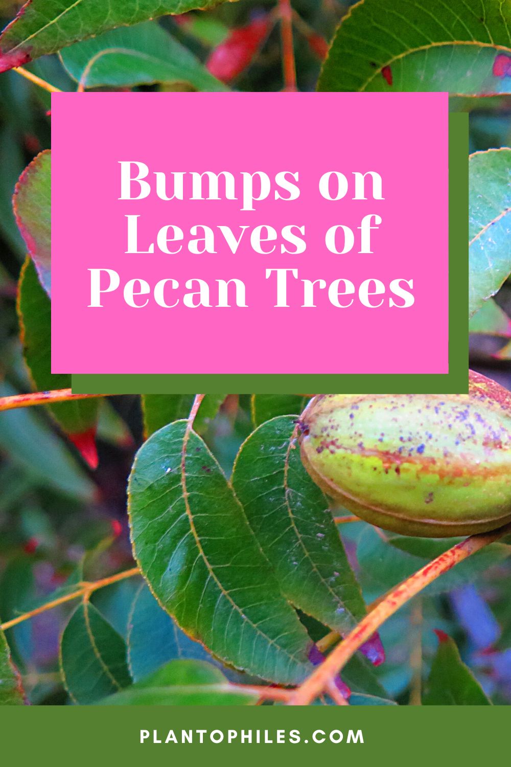 Bumps on Leaves of Pecan Tree