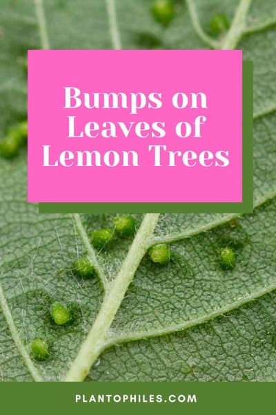 Bumps on Lemon Tree Leaves