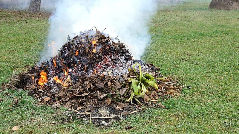 Burning the leaves of the pecan tree affected by the leaf gall and cleared from the tree is another way of preventing its spread