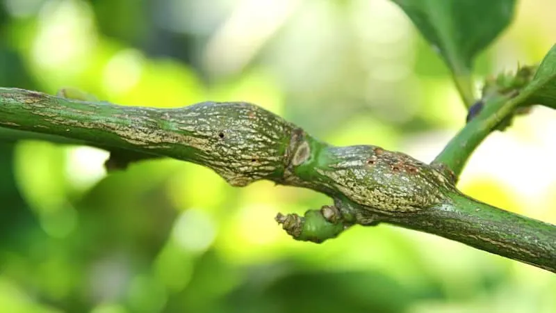 Citrus galls appear as swollen areas on the lemon tree's leaves and stems