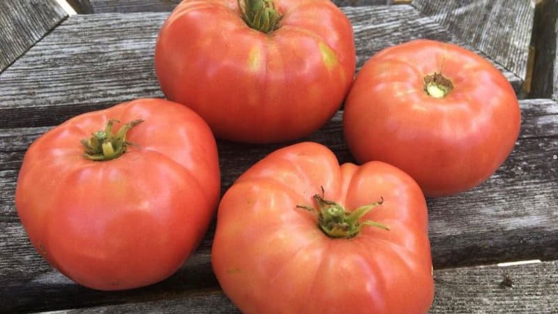 Crnkovic Yugoslavian indeterminate tomatoes have an excellent flavor